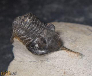 Morocconites malladoides STRUVE in BOUCOT et al., 1989