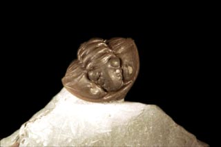 Flexicalymene retrosa