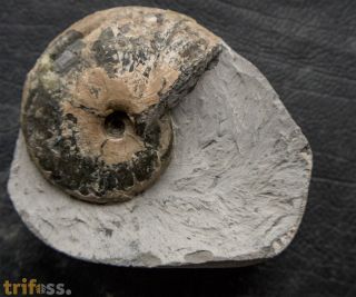 Tragophylloceras loscombi (J. Sowerby)