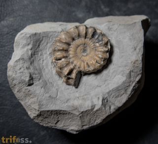 Oistoceras wrighti Spath, 1936