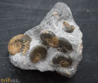 Ludwigia obtusiformis  (Buckmann, 1899)