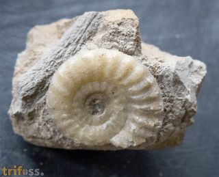 Acanthopleuroceras valdani (ORBIGNY, 1844)