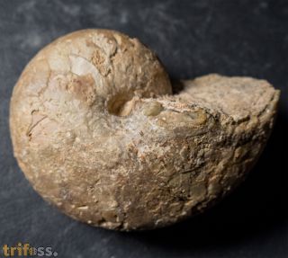 Cenoceras (Digonioceras) excavatum (Sowerby, 1826)