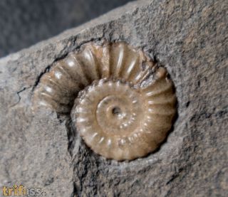 Promicroceras planicosta Spath, 1925