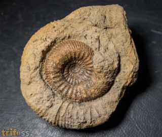 Stephanoceras humphriesianum (Sowerby, 1825)