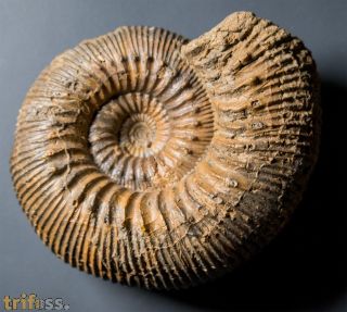 Stephanoceras humphriesianum (Sowerby, 1825)