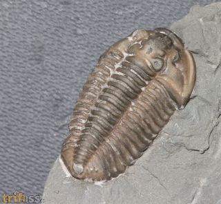 Flexicalymene meeki (FOERSTE, 1910)