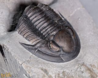 Pseudodechenella rowi (Green, 1838)