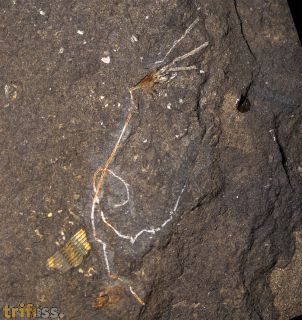 Pisocrinus (Pisocrinus) pilula (Koninck, 1858)