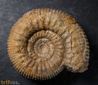 Stephanoceras umbilicus (Quenstedt, 1886)