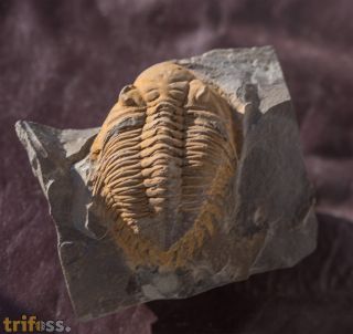 Metacanthina sp. A RICHTER R.  1943