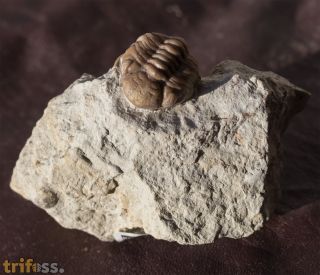 Kainops raymondi (DELO, 1935)