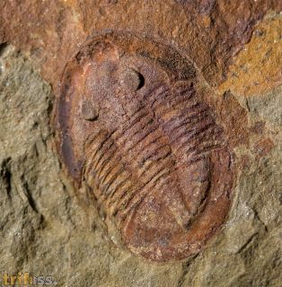 Asaphellus fezouataensis  Vidal, 1998