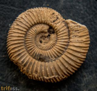 Dactylioceras athleticum (SIMPSON 1855)