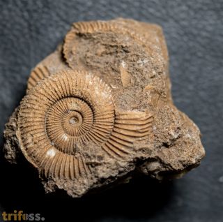 Dactylioceras athleticum (SIMPSON 1855)