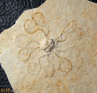 Saccocoma tenella (GOLDFUSS 1831)