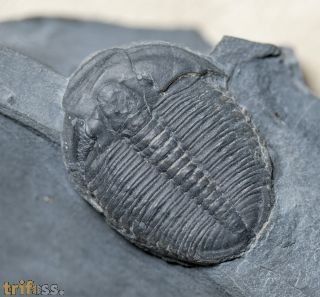 Elrathia kingi (Meek 1870)