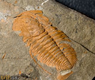 Hamatolenus vincenti GEYER 2004