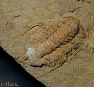 Marocconus notabilis (GEYER 1993)