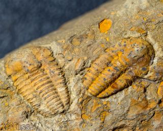 Kingaspis cf glabrata Geyer, 1990