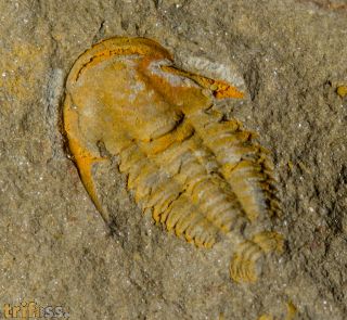 Kymataspis arenosa Geyer,1990