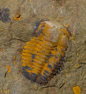 Kingaspis cf glabrata Geyer, 1990