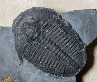 Elrathia kingi (Meek 1870)