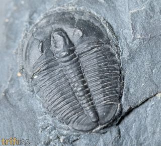 Elrathia kingi (Meek 1870)