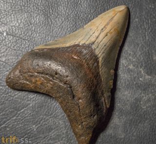 Otodus megalodon (Agassiz, 1835)