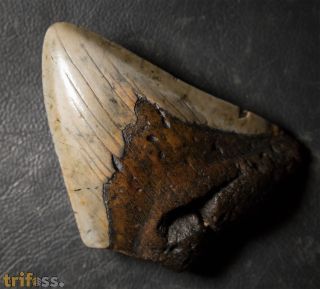 Otodus megalodon (Agassiz, 1835)