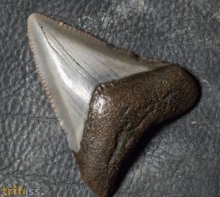Otodus megalodon (Agassiz, 1835)