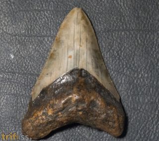 Otodus megalodon (Agassiz, 1835)