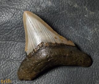 Otodus megalodon (Agassiz, 1835)