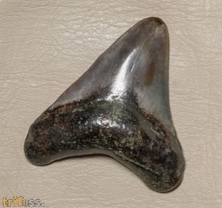 Otodus megalodon (Agassiz, 1835)
