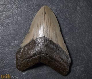Otodus megalodon (Agassiz, 1835)