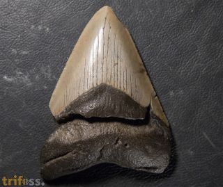 Otodus megalodon (Agassiz, 1835)
