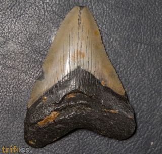 Otodus megalodon (Agassiz, 1835)