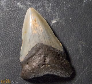 Otodus megalodon (Agassiz, 1835)