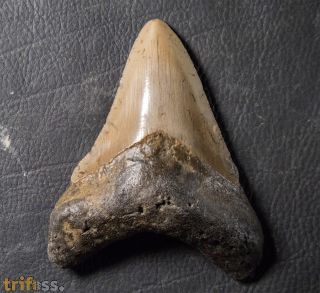 Otodus megalodon (Agassiz, 1835)