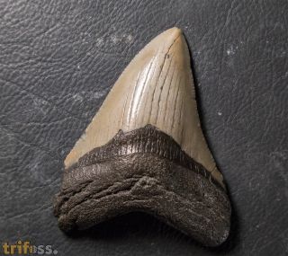 Otodus megalodon (Agassiz, 1835)