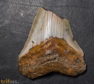 Otodus megalodon (Agassiz, 1835)