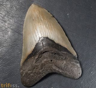 Otodus megalodon (Agassiz, 1835)