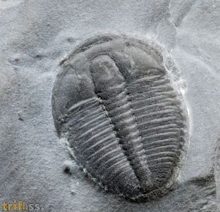 Elrathia kingi (Meek 1870)