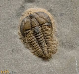 Brachyaspidion microps ROBINSON, 1971