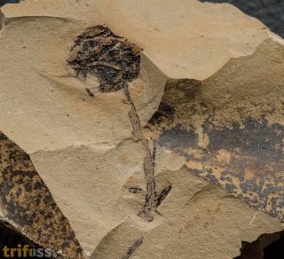 Metasequoia occidentalis Chaney, 1951