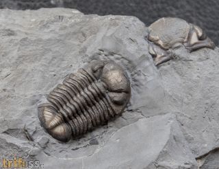 Eldredgeops rana (Green, 1832)