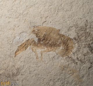 Palaeastacus fuciformis (SCHLOTHEIM )