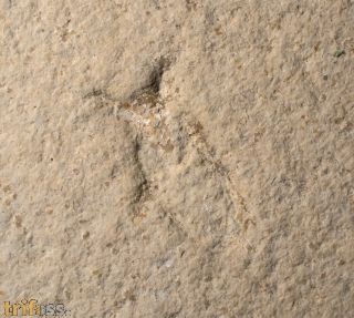 Mesonepa minor Handlirsch, 1906