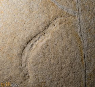 Plesioteuthis prisca R�PPEL 1829