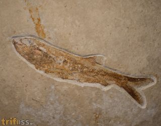 Anaethalion angustus (M�nster, 1832)